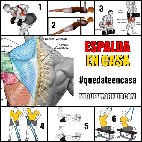 espalda trabajada mujer|Ejercicios para la espalda en mujeres para casa y gym